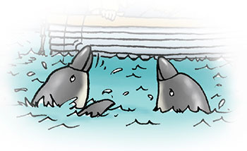 flip and fin